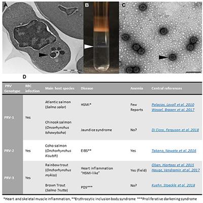 Antiviral Responses and Biological Concequences of Piscine orthoreovirus Infection in Salmonid Erythrocytes